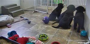Puppies Puppies